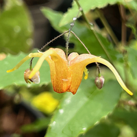 Epimedium 'Amber Queen'